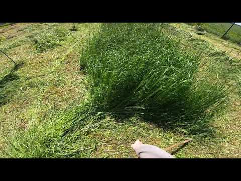 Видео: Травку косим.