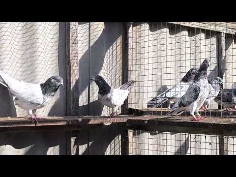 Видео: Пакистанские голуби.  1.11.2025г.