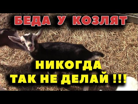 Видео: Страшная ошибка в содержании козлят!