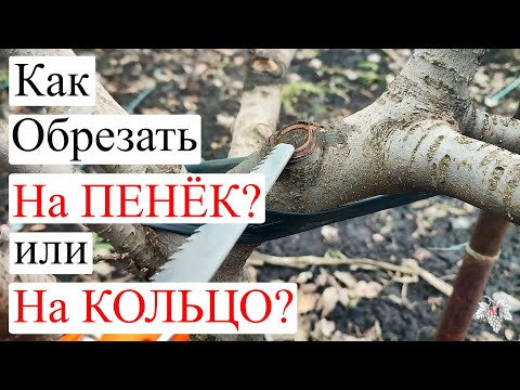 Видео: Так всё-таки НА ПЕНЁК или НА КОЛЬЦО? Секреты ОБРЕЗКИ САДА и ВИНОГРАДА!