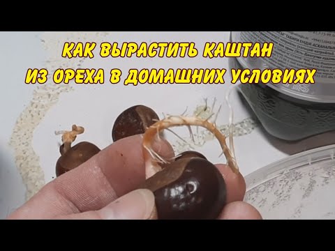 Видео: КАК ВЫРАСТИТЬ КАШТАН ИЗ ОРЕХА В ДОМАШНИХ УСЛОВИЯХ САД ОГОРОД САДОВОДСТВО