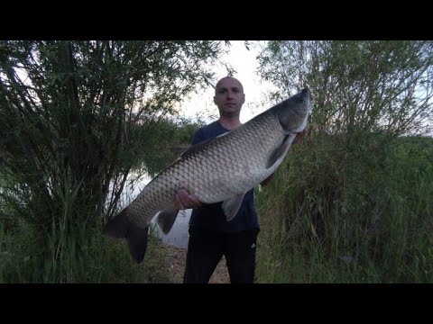 Видео: Рыбалка в Дельте Или трофейный Амур. Бешеный клёв Змееголова