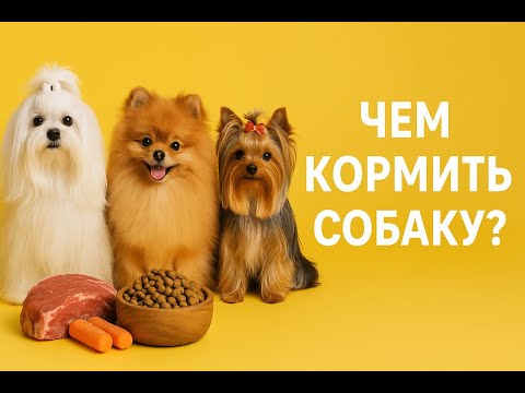 Видео: Чем и как лучше всего кормить собаку? И как сделать правильный выбор в пользу максимальной заботы?