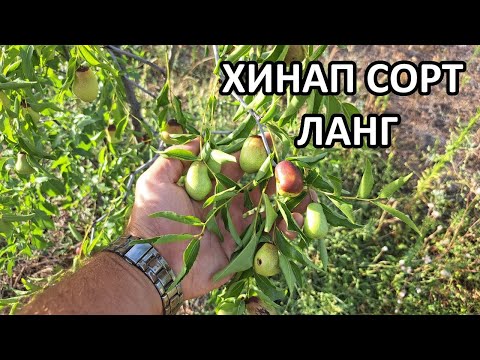 Видео: Хинап сорт ЛАНГ / Градина без копане / Tony's permaculture garden