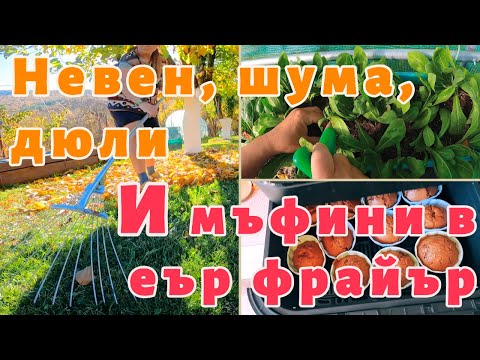 Видео: Невен, шума, дюли и рецепта за шоколадови мъфини с малини в еър фрайър