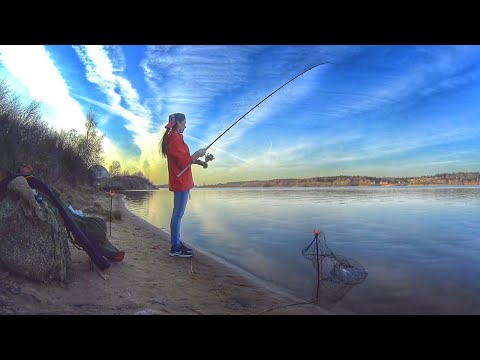 Видео: Чехонь пошла Такого я не ожидала Рыбалка на донки и фидер на Волге Russian fishing