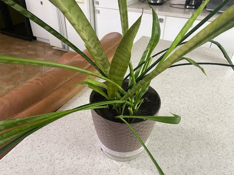 Видео: Подгнила Сансевиерия. Делаю пересадку и деление куста. Сансевиерия Ханни будет соседкой.