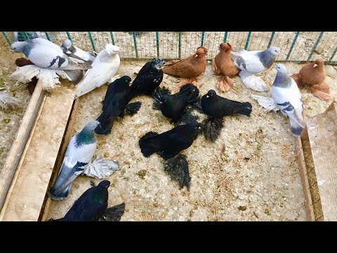 Видео: Питомник! Северокавказские Бойные Голуби! В гостях у Андрея Николаевича Сазонова! +79097640620