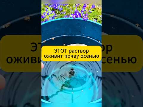 Видео: 1 ложка восстановит почву осенью! #огород #дача #сад #дачныесоветы #советыпоогороду #плодородиепочвы
