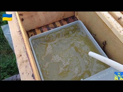 Видео: Загодівля бджіл швидко і легко (05.09.22)🙃🐝💪