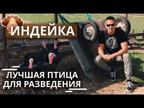 Видео: Самая лучшая птица в домашнем хозяйстве! | Разведение индюков на ферме