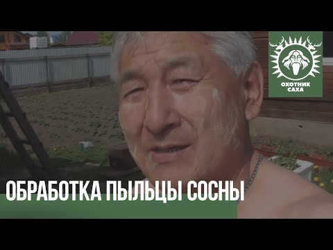 Видео: Обработка пыльцы сосны