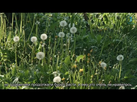 Видео: Не нужно выпалывать сорняки. Взгляд каббалиста