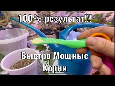 Видео: 100% Результат!!! УКОРЕНЯЕМ черенки ПЕЛАРГОНИИ👍БЫСТРО и Качественно!!!