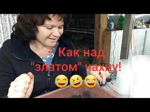 Видео: Высаживаю новинки колеусов! Лишь бы был корешок 😉😁!