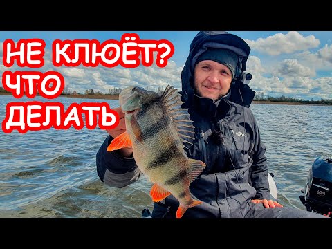 Видео: ПОЧЕМУ НЕ КЛЮЁТ РЫБА? ЛОВЛЯ ЩУКИ И ОКУНЯ НА СПИННИНГ. РЫБАЛКА НА ЩУКУ И ОКУНЯ
