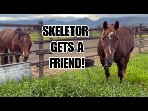 Видео: Поладят ли эти лошади? Скелетор наконец-то готов к встрече с другом!