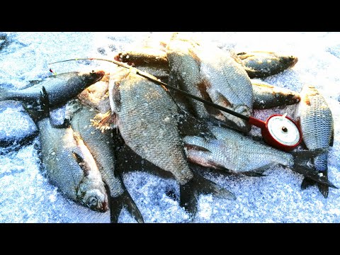 Видео: Лещи атакуют / ОТКРЫЛ СЕЗОН 2022-2023 / жор по первому льду