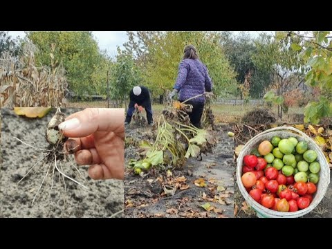 Видео: Знову помідори? Що трапилося з тиканкою? (Зоя відгукніться!)
