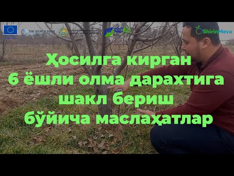 Видео: Олма дарахтига шакл бериш 2