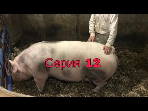 Видео: Рацион свиноматок