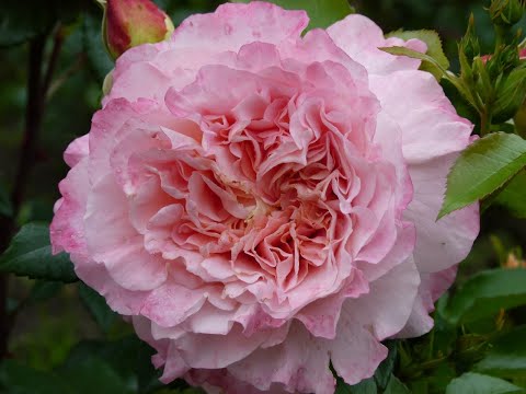 Видео: Как правильно обрезать у  роз первогодок отцветшие цветы в начале августа?