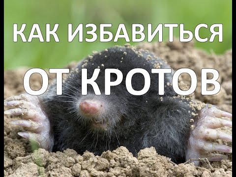 Видео: Как избавиться от Кротов раз и Навсегда.