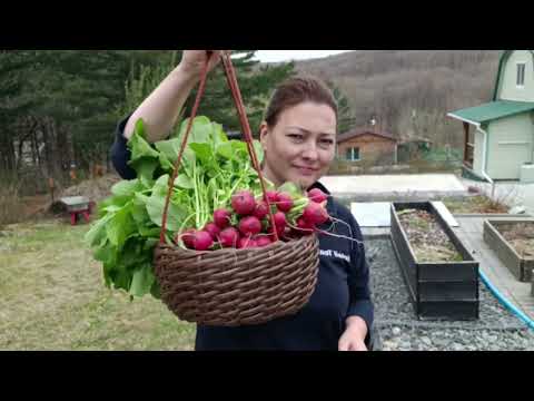 Видео: ВЫСАЖИВАЮ ТОМАТЫ В ГРЯДКИ | ОБЗОР ДАЧИ | КТО РАБОТАЕТ ТОТ ЕСТ ШАШЛЫЧКИ ИЗ ЛОСОСЯ | семейный влог