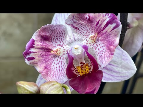 Видео: Январь 2023. Роспуск моих орхидей бабочек. Новинки 🦋🦋🦋