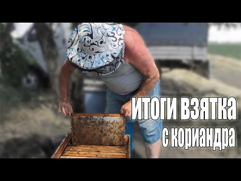 Видео: Кориандр ОТЦВЕЛСЯ. Итоги взятка с кориандра.  Пчеловодство 2020. Пчеловодство для начинающих