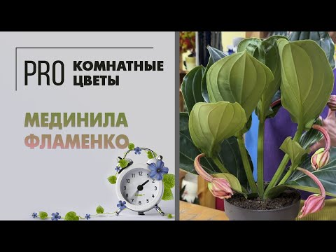 Видео: Мединила Фламенко - красивоцветущее комнатное растение. Грамотный уход, полив, пересадка, вредители.