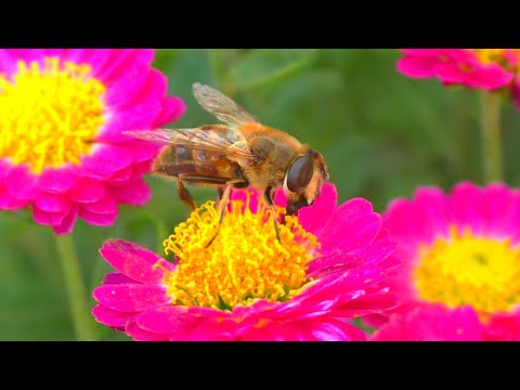 Видео: КАРТИНКИ С ВЫСТАВКИ 😊 Цветов 💮💐 и Садовых растений. Теплый осенний день...  Ростов-на-Дону.