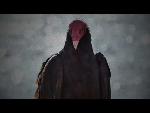 Видео: Kukushka (Кукушка) - Kino english cover by Dekortikans