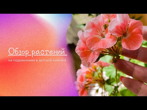 Видео: 🌸🍀Обзор комнатных растений на подоконнике в детской🍀🌸