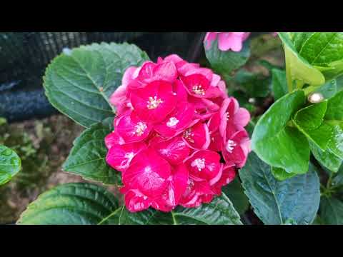 Видео: Клещ или Хлороз?🤔Крупнолистные цветут🌺🌺🌺🌺🌺