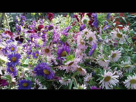 Видео: ГУЛЛАРИМ🌸🌸🌸🌺🌺🌺🌷🌷🌷🌼🌼🌼🌻🌻🌻🌹🌹🌹