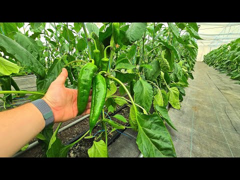 Видео: Формування в два стебла солодкого перцю