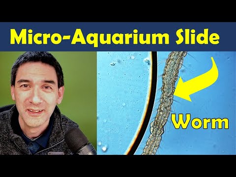 Видео: 🔬 Как сделать предметное стекло для микроскопа, которое сохранит образцы живыми