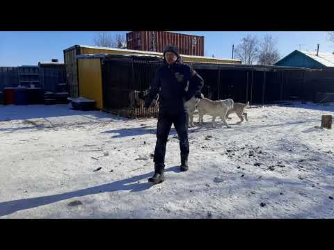 Видео: Бугай Алабай. Щенкам 4 месяца. Первые атрибуты взрослой собаки.