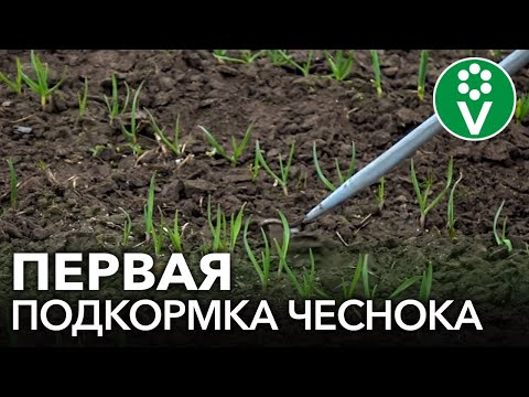 Видео: ПОДКОРМИТЕ ЧЕСНОК ТАК ВЕСНОЙ и он вырастет крупным, здоровым, устойчивым к болезням и вредителям!