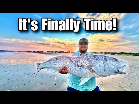 Видео: Рыбалка на гигантского окуня-самца с пляжа! (Осенний ход окуня)