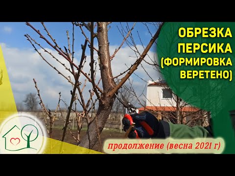 Видео: Весенняя обрезка персика формировка Веретено - советы по обрезке персика (продолжение)