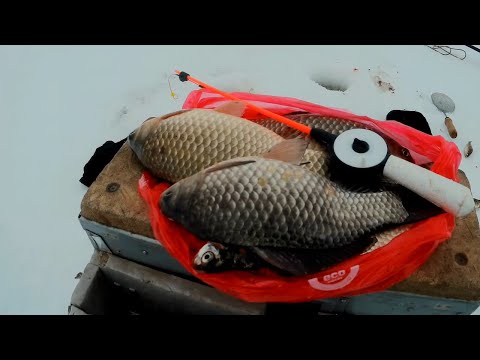 Видео: ЭТОТ КАРАСЬ РВЁТ ЛЕСКУ | ЛОВЛЯ КАРАСЯ ЗИМОЙ В ГЛУХОЗИМЬЕ НА МОРМЫШКУ