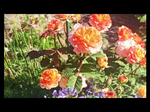 Видео: 🌈🌹Розы в саду у реки!🌹 🌈 июнь 24 что было до создания этого сада