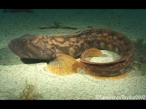 Видео: Ловля бычка и бельдюги в Балтийском море на поплавок!