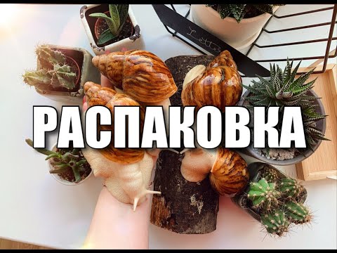 Видео: РАСПАКОВКА ПОСЫЛКИ С УЛИТКАМИ | НОВЫЕ ВИДЫ | МОШЕННИКИ в Bla Bla Car