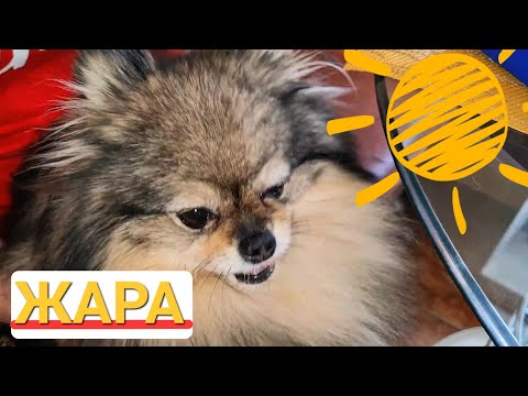 Видео: Как защитить собаку летом? Что нельзя делать в жару?