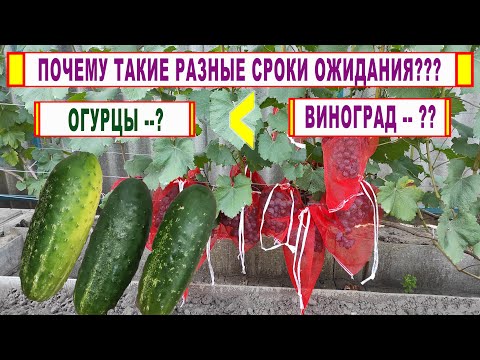 Видео: 🍇Сроки ОЖИДАНИЯ препаратов на ВИНОГРАДЕ и на ОГУРЦАХ. Где нас обманывают? Когда можно убирать урожай