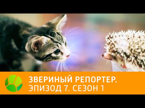 Видео: Звериный репортер. Эпизод 7. Сезон 1 | Живая Планета