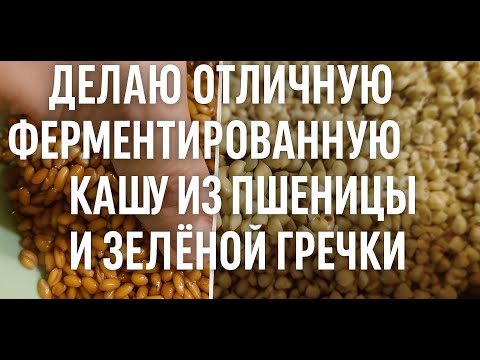 Видео: Делаю отличную ферментированную кашу из пшеницы и зелёной гречки